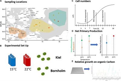 Differences in Carbon Acquisition Could Explain Adaptive Responses in a Baltic Sea Pico-Phytoplankton